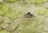 ProjectKorra.PNG ProjectKorra.PNG