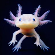 Mr.Axolotl