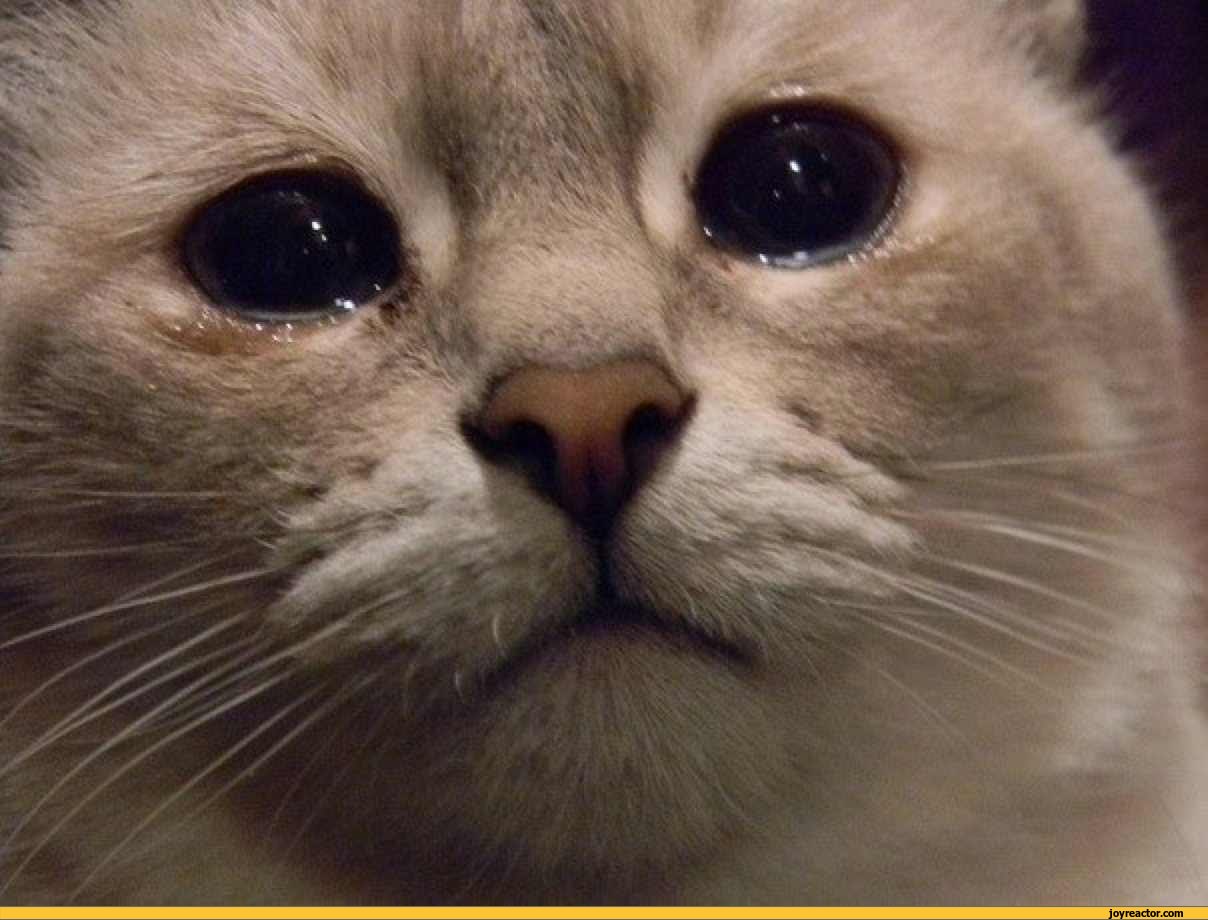 cat-sad-gif-castration-620784.jpeg