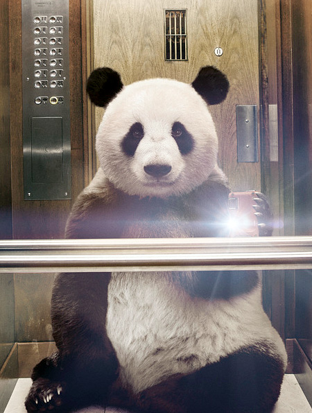 animalselfie09.jpg